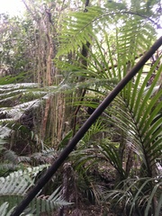 Melicytus ramiflorus ramiflorus