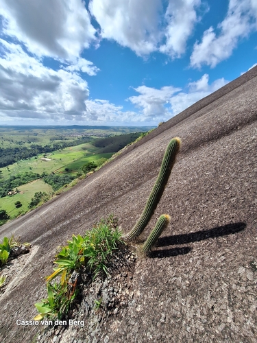 Coleocephalocereus buxbaumianus