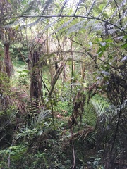 Melicytus ramiflorus ramiflorus