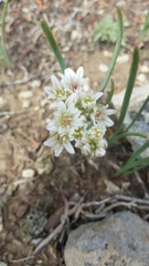 Allium brandegeei