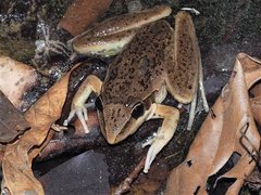 Litoria nasuta