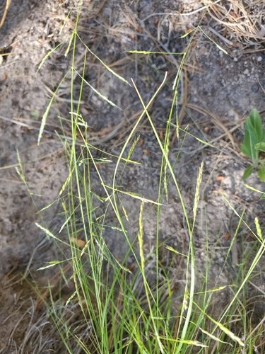 littleseed ricegrass (Piptatheropsis micrantha)