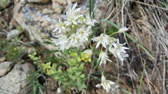 Allium brandegeei