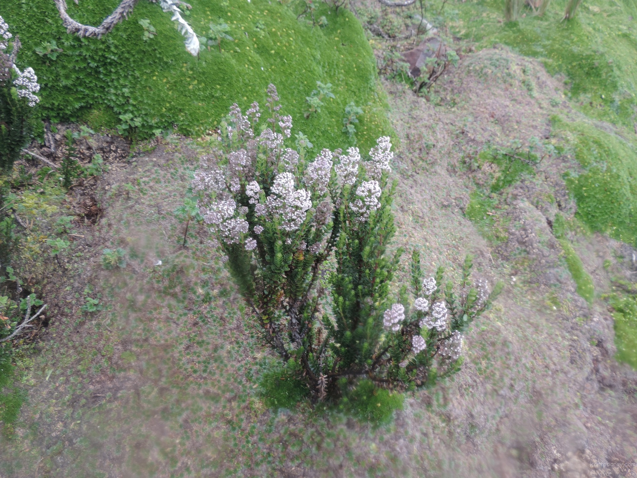 Caprifoliaceae image