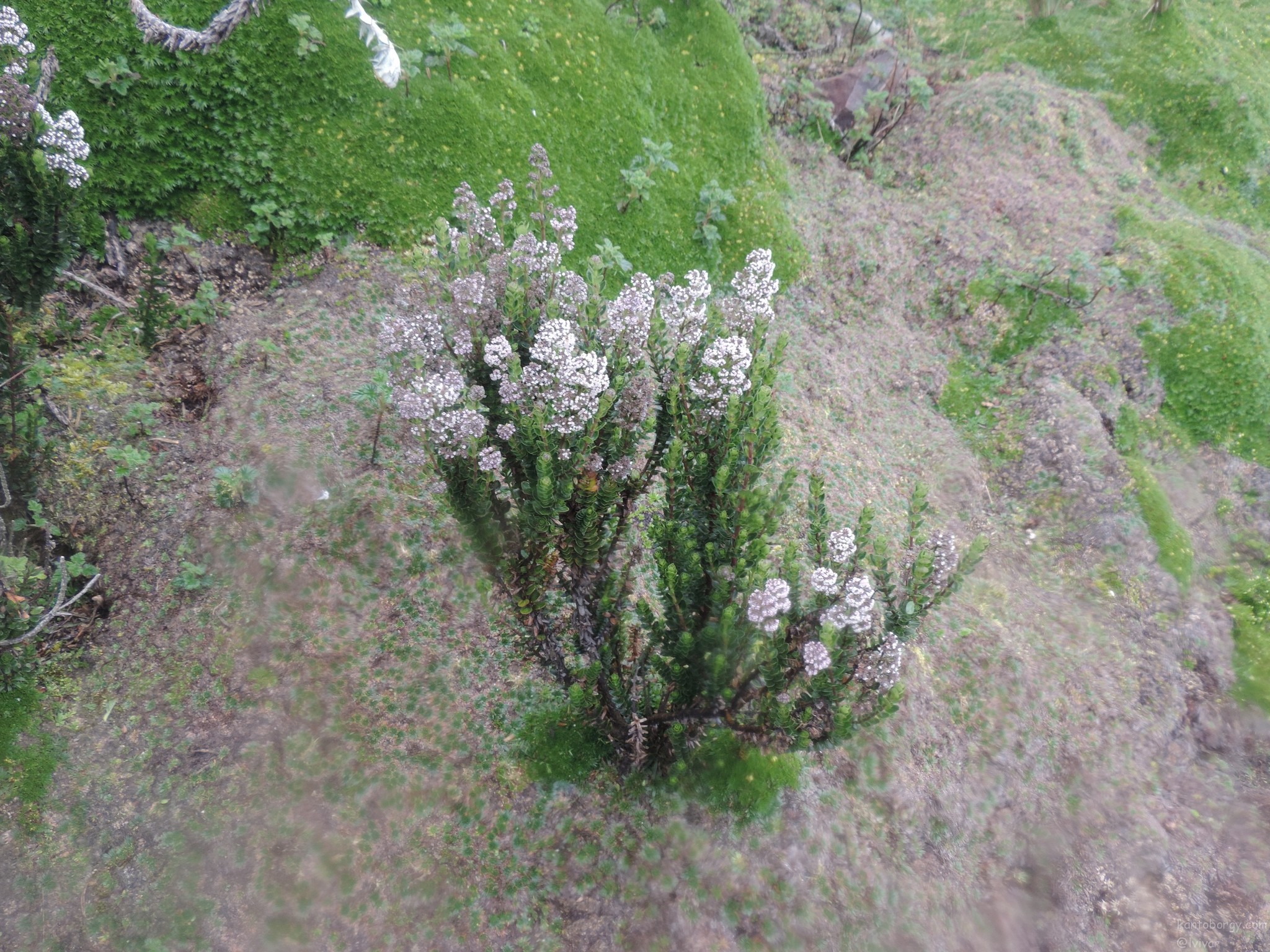 Valeriana microphylla image