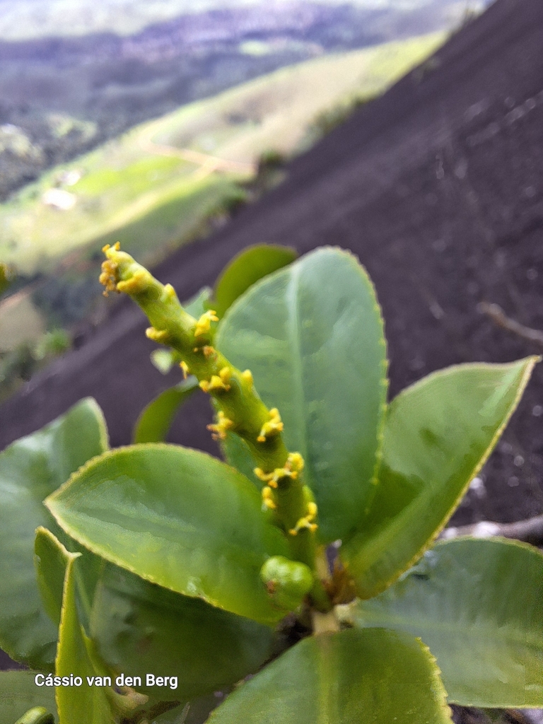Stillingia argutedentata
