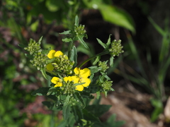 Erysimum odoratum