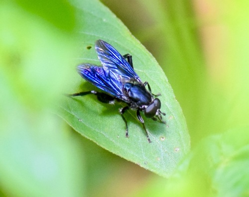 Violet Leafwalker photo 2