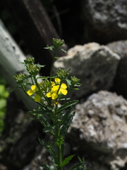Erysimum odoratum