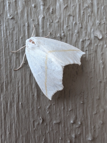 White Slant-line photo 6