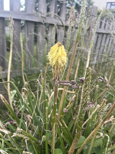 Kniphofia uvaria