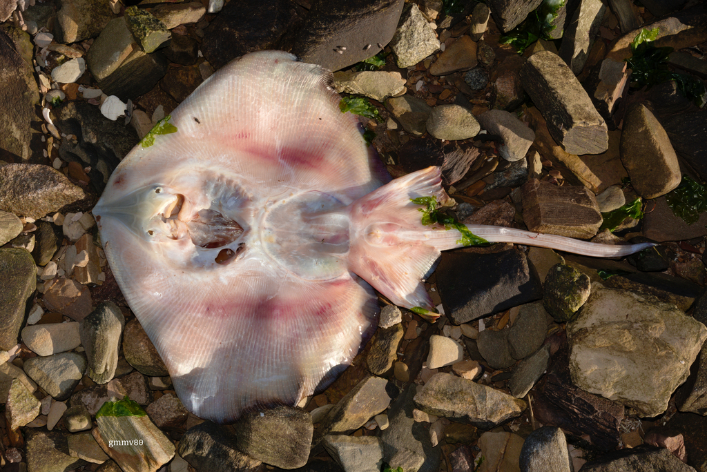 Ray (Sympterygia bonapartii) — Arhynchobatidae