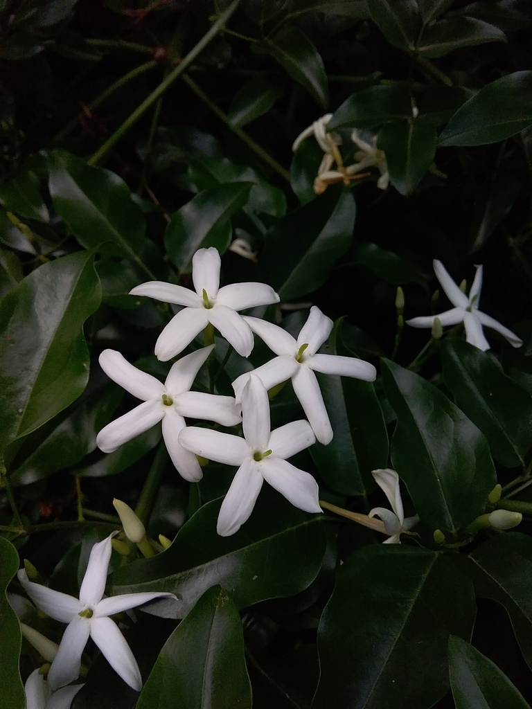 twisted jasmine