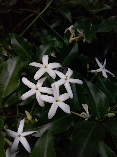 twisted jasmine (Jasminum tortuosum)