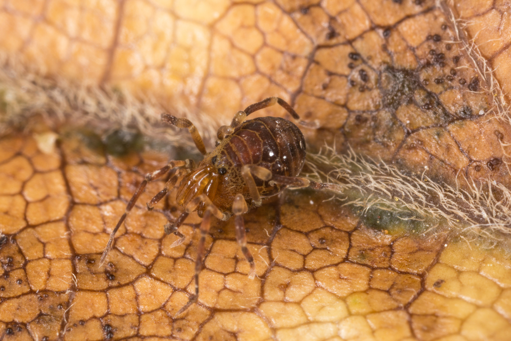 Synthetonychia proxima