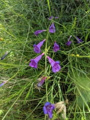Penstemon heterophyllus