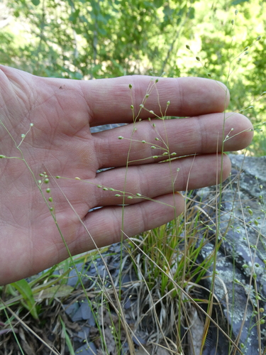 Image of Dichanthelium linearifolium by no rights reserved