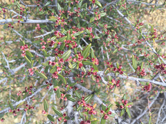 Cercocarpus ledifolius intermontanus