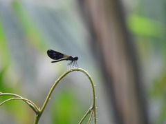 Aristocypha fenestrella