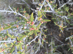 Cercocarpus ledifolius intermontanus