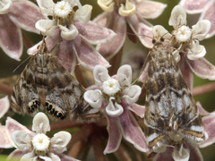 Petrophila confusalis