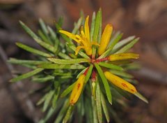 Persoonia chamaepeuce