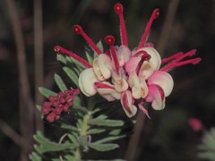Grevillea lanigera