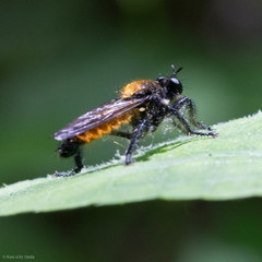 Laphria sericea