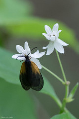 Pyromorpha dimidiata