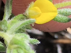 Aspalathus diffusa