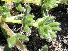 Aspalathus diffusa