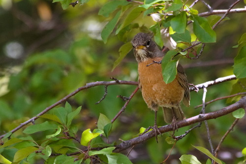 American Robin photographed in Wyoming