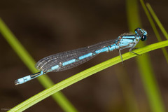 Enallagma laterale
