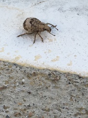 Pseudocneorhinus obesus