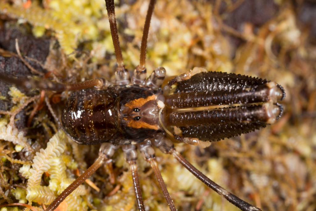 Neopilionid Harvestmen