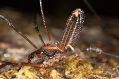 Forsteropsalis chiltoni