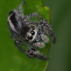 Pellenes tripunctatus