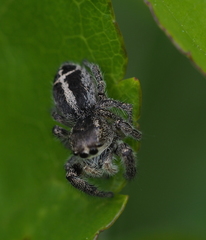 Pellenes tripunctatus