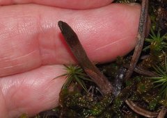 Pterostylis smaragdyna