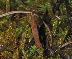 Pterostylis smaragdyna