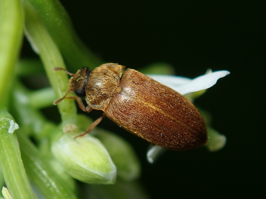 Byturus ochraceus, photo 1 of 7