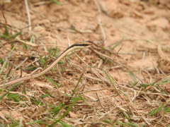 Dendrelaphis ngansonensis