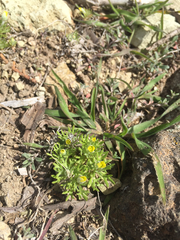 Ceratocephala testiculata