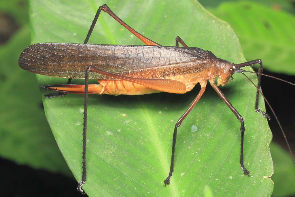 Leptotettix voluptarius