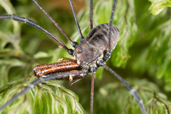 Pantopsalis coronata