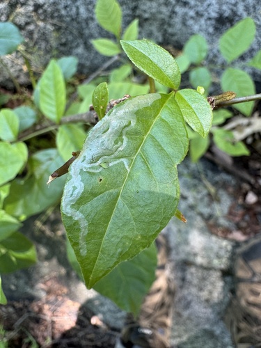 Ash Leaf Cone Roller photo 4