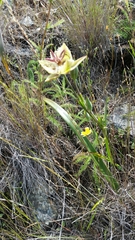 Calochortus tiburonensis
