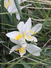 Leucocrinum montanum