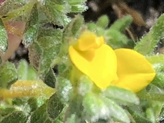 Aspalathus diffusa