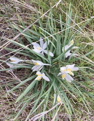 Leucocrinum montanum